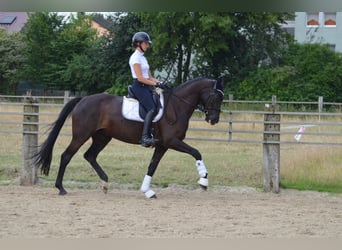 Westfale, Stute, 10 Jahre, 171 cm, Schwarzbrauner