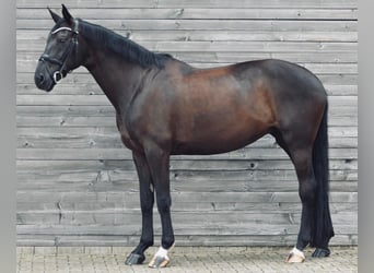 Westfale, Stute, 10 Jahre, 171 cm, Schwarzbrauner