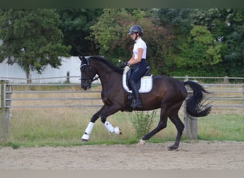 Westfale, Stute, 10 Jahre, 171 cm, Schwarzbrauner