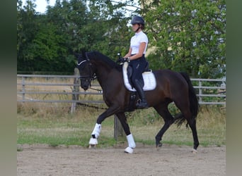 Westfale, Stute, 10 Jahre, 171 cm, Schwarzbrauner