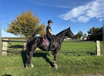 Westfale, Stute, 10 Jahre, 171 cm, Schwarzbrauner