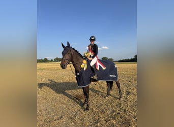 Westfale, Stute, 10 Jahre, 173 cm, Dunkelbrauner