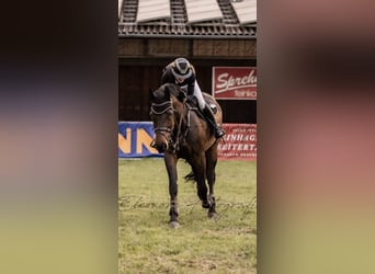 Westfale, Stute, 10 Jahre, 173 cm, Dunkelbrauner