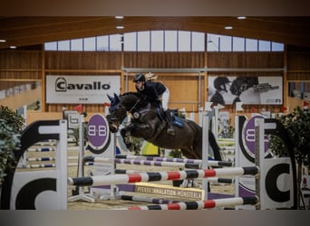 Westfale, Stute, 10 Jahre, 173 cm, Dunkelbrauner