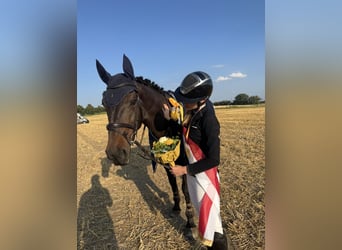 Westfale, Stute, 10 Jahre, 173 cm, Dunkelbrauner