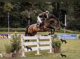Westfale, Stute, 10 Jahre, 173 cm, Dunkelbrauner