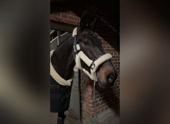 Westfale, Stute, 10 Jahre, 173 cm, Dunkelbrauner