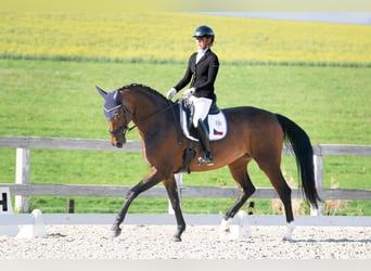 Westfale, Stute, 10 Jahre, 174 cm, Rotbrauner