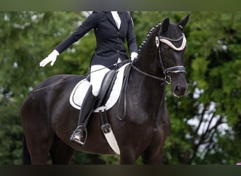 Westfale, Stute, 10 Jahre, 175 cm, Rappe
