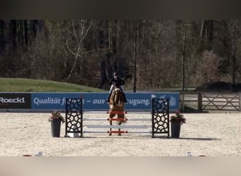 Westfale, Stute, 10 Jahre, 177 cm, Brauner