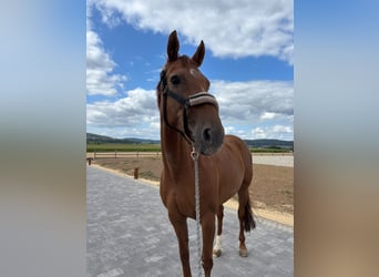 Westfale, Stute, 11 Jahre, 160 cm, Fuchs