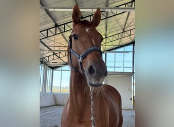 Westfale, Stute, 11 Jahre, 160 cm, Fuchs