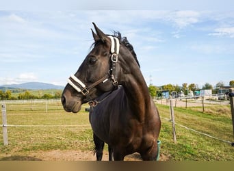 Westfale, Stute, 11 Jahre, 163 cm, Dunkelbrauner