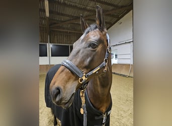 Westfale, Stute, 11 Jahre, 165 cm, Brauner