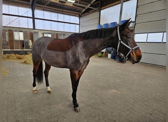 Westfale, Stute, 11 Jahre, 165 cm, Brauner