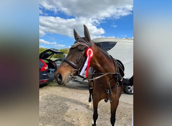 Westfale, Stute, 11 Jahre, 165 cm, Brauner