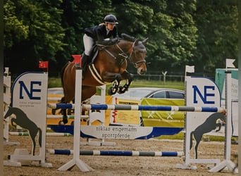 Westfale, Stute, 11 Jahre, 165 cm, Brauner