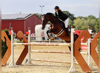 Westfale, Stute, 11 Jahre, 165 cm, Brauner