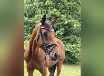 Westfale, Stute, 11 Jahre, 165 cm, Brauner