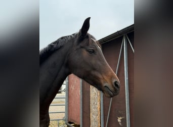 Westfale, Stute, 11 Jahre, 165 cm, Dunkelbrauner