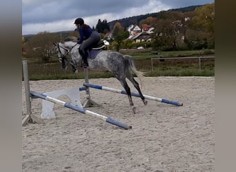 Westfale, Stute, 11 Jahre, 165 cm, Schimmel