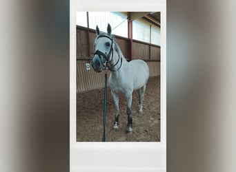 Westfale, Stute, 11 Jahre, 165 cm, Schimmel