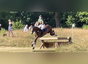 Westfale, Stute, 11 Jahre, 166 cm, Brauner