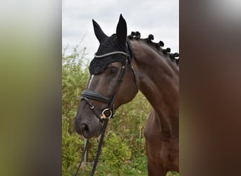 Westfale, Stute, 11 Jahre, 167 cm, Rappe