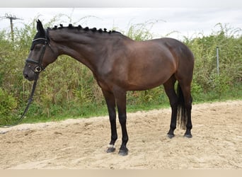 Westfale, Stute, 11 Jahre, 167 cm, Rappe