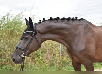 Westfale, Stute, 11 Jahre, 167 cm, Rappe