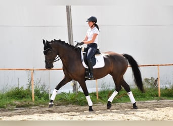 Westfale, Stute, 11 Jahre, 167 cm, Rappe