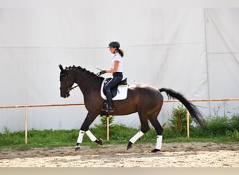 Westfale, Stute, 11 Jahre, 167 cm, Rappe
