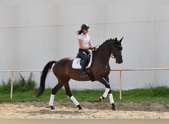 Westfale, Stute, 11 Jahre, 167 cm, Rappe