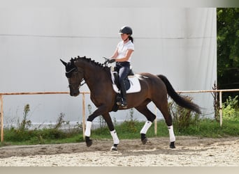 Westfale, Stute, 11 Jahre, 167 cm, Rappe