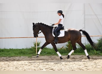 Westfale, Stute, 11 Jahre, 167 cm, Rappe