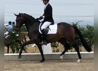 Westfale, Stute, 11 Jahre, 167 cm, Schwarzbrauner