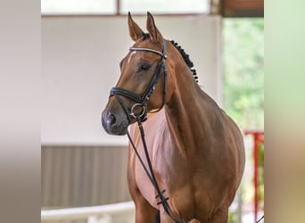 Westfale, Stute, 11 Jahre, 168 cm, Brauner