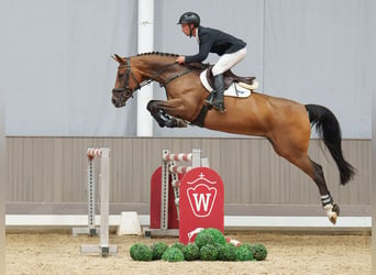 Westfale, Stute, 11 Jahre, 168 cm, Brauner