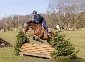 Westfale, Stute, 11 Jahre, 168 cm, Brauner