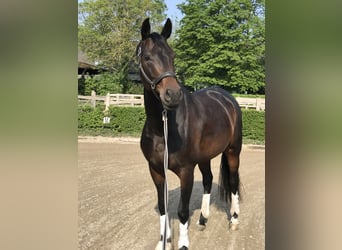 Westfale, Stute, 11 Jahre, 168 cm, Dunkelbrauner