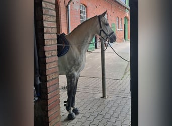 Westfale, Stute, 11 Jahre, 168 cm, Schimmel