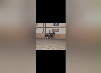 Westfale, Stute, 11 Jahre, 169 cm, Dunkelbrauner