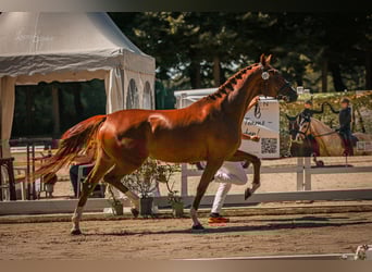 Westfale, Stute, 11 Jahre, 169 cm, Dunkelbrauner