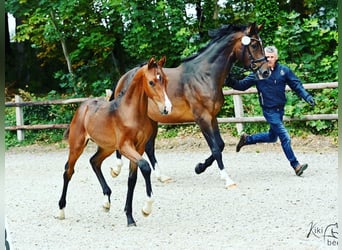 Westfale, Stute, 11 Jahre, 169 cm, Dunkelbrauner