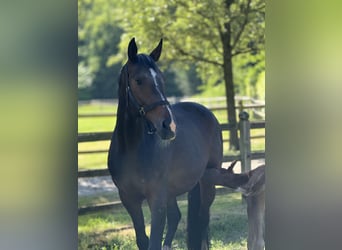 Westfale, Stute, 11 Jahre, 169 cm, Dunkelbrauner