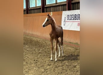 Westfale, Stute, 11 Jahre, 169 cm, Dunkelbrauner
