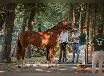 Westfale, Stute, 11 Jahre, 169 cm, Dunkelbrauner