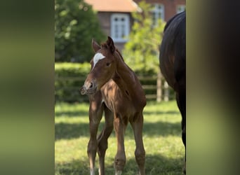 Westfale, Stute, 11 Jahre, 169 cm, Dunkelbrauner