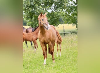 Westfale, Stute, 11 Jahre, 169 cm, Fuchs