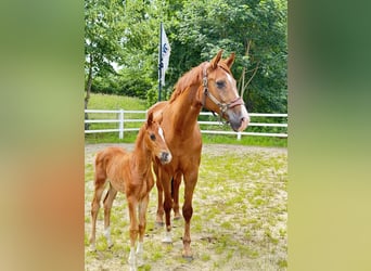 Westfale, Stute, 11 Jahre, 169 cm, Fuchs